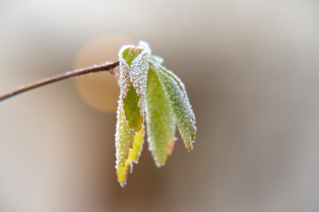 A frozen leaf