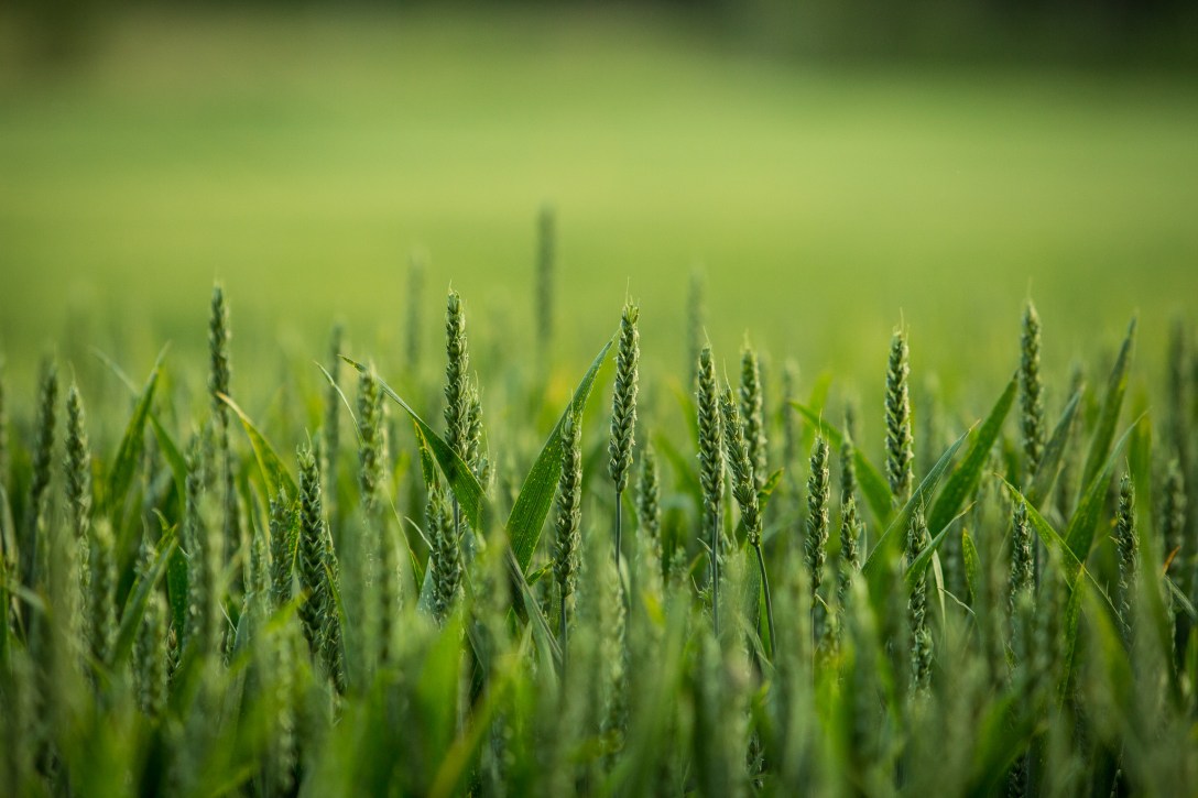 Field of green wheat