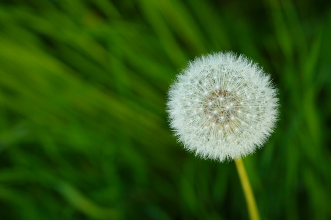 A dandelion puff